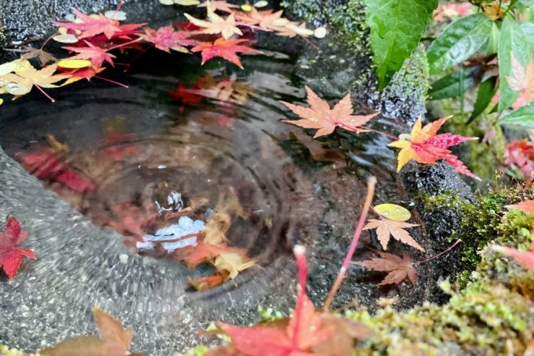 雨上がりの坪庭